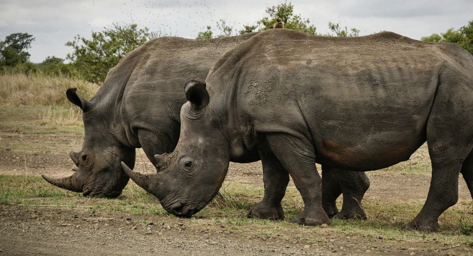 Kruger NP neushoorns Zuid Afrika groepsrondreis 2